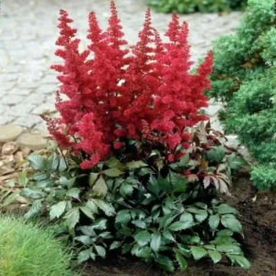 Астильба МОНТГОМЕРИ японская в Владикавказе