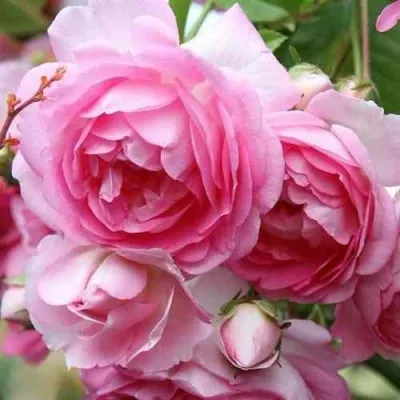 Саженцы роз ЖАСМИНА плетистая в Владикавказе