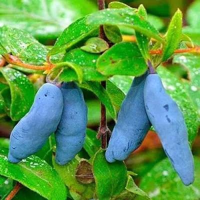 Жимолость съедобная МОРЕНА в Владикавказе