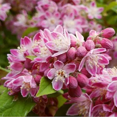 Дейция СТРОБЕРРИ ФИЛДС   Дейция СТРОБЕРРИ ФИЛДС  в Владикавказе