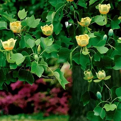 Лириодендрон   Лириодендрон  в Владикавказе