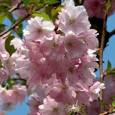 Вишня АККОЛЕЙД цветущая  Вишня АККОЛЕЙД цветущая в Владикавказе