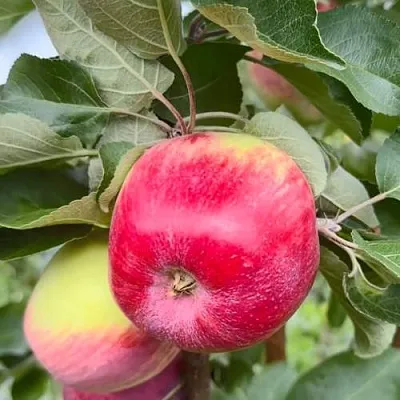 Яблоня АРБАТ колонновидная  Яблоня АРБАТ колонновидная в Владикавказе