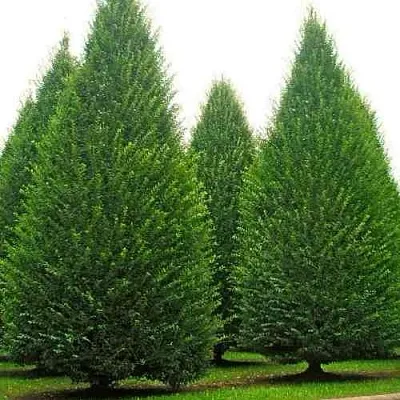 Граб   Граб  в Владикавказе