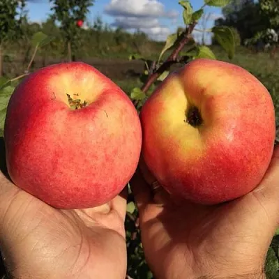 Яблоня КОВРОВОЕ стелющаяся  Яблоня КОВРОВОЕ стелющаяся в Владикавказе