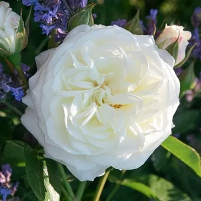 Саженцы роз АЛАБАСТЕР флорибунда  Саженцы роз АЛАБАСТЕР флорибунда в Владикавказе