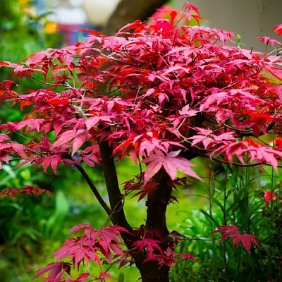 Клен дланевидный АТРОПУРПУРЕУМ  Клен дланевидный АТРОПУРПУРЕУМ в Владикавказе