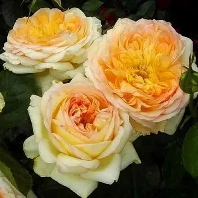 Саженцы роз АЛЬФОНС ДОДЕ чайно-гибридная  Саженцы роз АЛЬФОНС ДОДЕ чайно-гибридная в Владикавказе