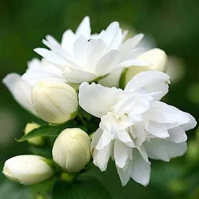 Жасмин ШНЕЕШТРУМ в Владикавказе