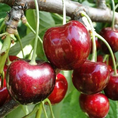 Черешня САШЕНЬКА  Черешня САШЕНЬКА в Владикавказе