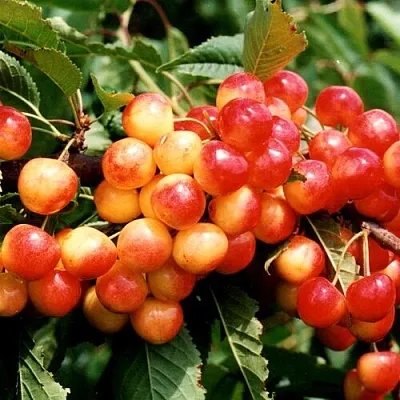 Черешня БЮТТНЕРА КРАСНАЯ  Черешня БЮТТНЕРА КРАСНАЯ в Владикавказе