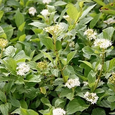 Дерен ФЛАВИРАМЕА отпрысковый   Дерен ФЛАВИРАМЕА отпрысковый  в Владикавказе