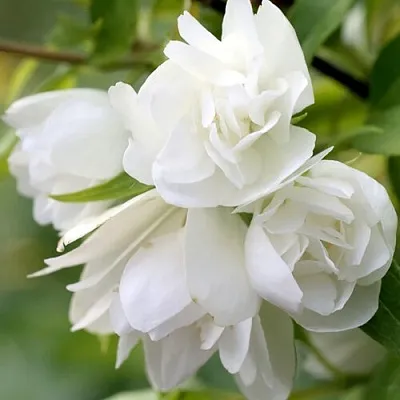 Жасмин МАНТО Д’ЭРМИН  Жасмин МАНТО Д’ЭРМИН в Владикавказе