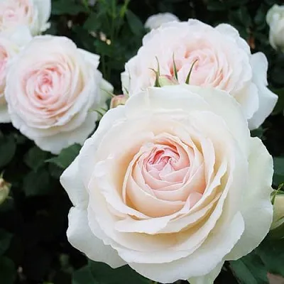 Саженцы роз ПАЛЕ РОЯЛЬ плетистая  Саженцы роз ПАЛЕ РОЯЛЬ плетистая в Владикавказе