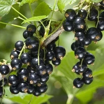 Смородина чёрная ВОЛШЕБНИЦА  Смородина чёрная ВОЛШЕБНИЦА в Владикавказе