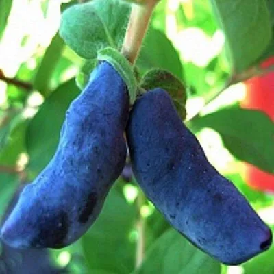 Жимолость съедобная БАКЧАРСКИЙ ВЕЛИКАН в Владикавказе