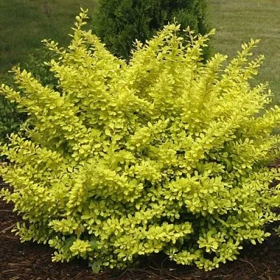 Барбарис АУРЕА тунберга  Барбарис АУРЕА тунберга в Владикавказе