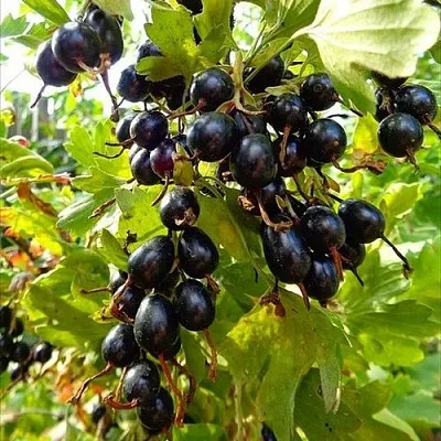 Смородина золотистая ОВАЛЬНАЯ  Смородина золотистая ОВАЛЬНАЯ в Владикавказе