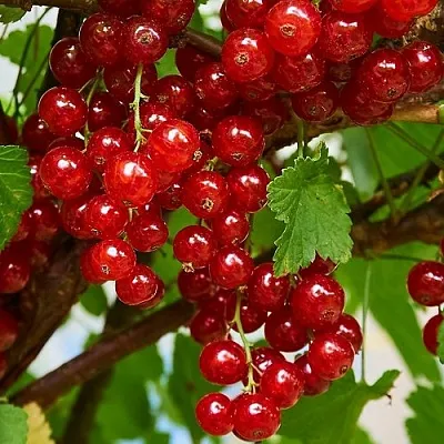 Смородина красная НАТАЛИ  Смородина красная НАТАЛИ в Владикавказе