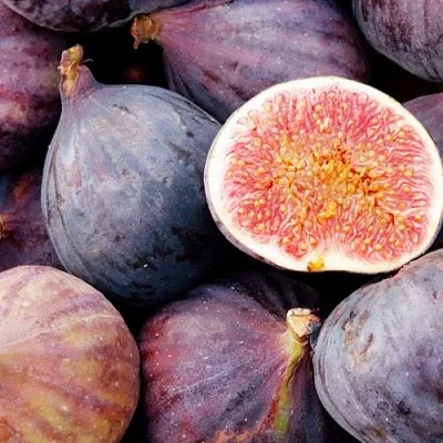 Инжир МУАССОН в Владикавказе