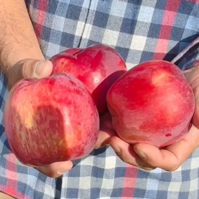 Яблоня ПАМЯТЬ КОВАЛЕНКО в Владикавказе