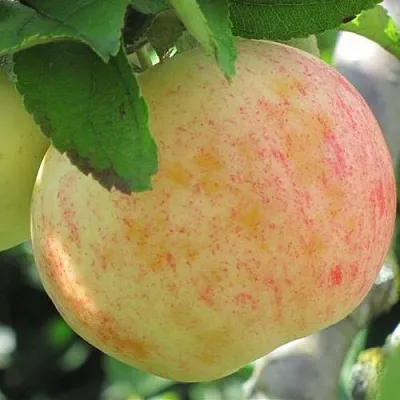 Яблоня ЛЕТНЕЕ СЛАДКОЕ  Яблоня ЛЕТНЕЕ СЛАДКОЕ в Владикавказе