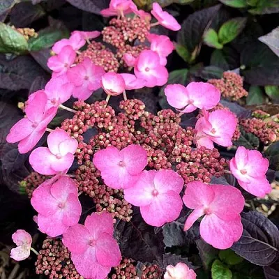 Гортензия ДАРЕДЕВИЛ пильчатая в Владикавказе