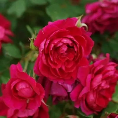 Саженцы роз КВАДРА плетистая  Саженцы роз КВАДРА плетистая в Владикавказе