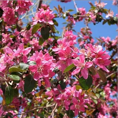 Яблоня ХЕЛЕНА декоративная  Яблоня ХЕЛЕНА декоративная в Владикавказе