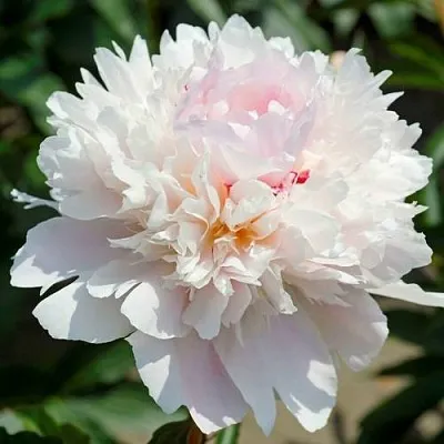 Пион АЛЕРТИ травянистый  Пион АЛЕРТИ травянистый в Владикавказе