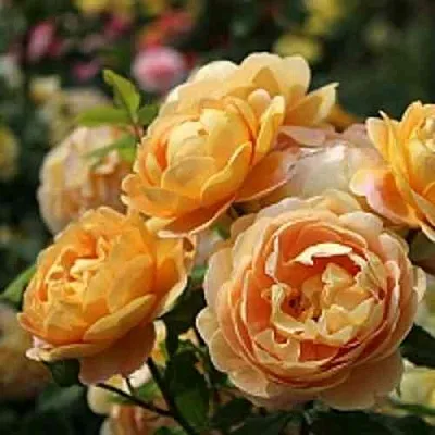 Саженцы роз ГОЛДЕН СЕЛЕБРЕЙШЕН английская  Саженцы роз ГОЛДЕН СЕЛЕБРЕЙШЕН английская в Владикавказе