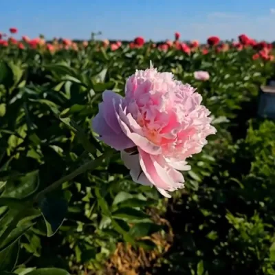 Пион ИМПЕРАТОРСКАЯ НАЛОЖНИЦА древовидный в Владикавказе