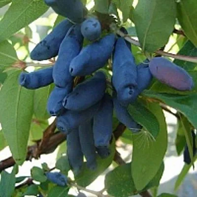 Жимолость съедобная ГОРДОСТЬ БАКЧАРА в Владикавказе