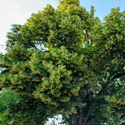 Липа  Липа в Владикавказе