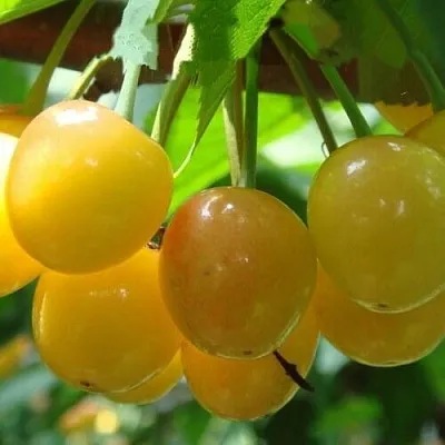 Черешня ЯНТАРНАЯ  Черешня ЯНТАРНАЯ в Владикавказе