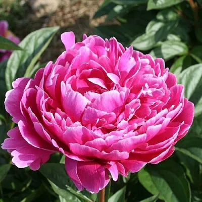 Пион СЕБАСТЬЯН МААС травянистый  Пион СЕБАСТЬЯН МААС травянистый в Владикавказе