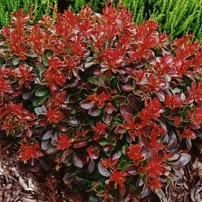 Барбарис КАРМЕН тунберга  Барбарис КАРМЕН тунберга в Владикавказе