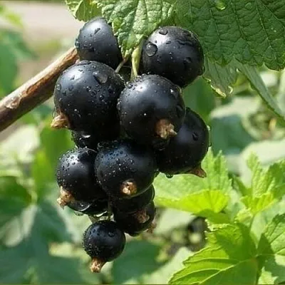 Смородина черная ПИГМЕЙ  Смородина черная ПИГМЕЙ в Владикавказе