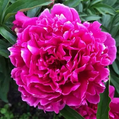 Пион КАРЛ РОЗЕНФЕЛЬД травянистый  Пион КАРЛ РОЗЕНФЕЛЬД травянистый в Владикавказе