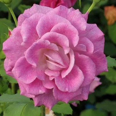 Саженцы роз ВИОЛЕТТА чайно-гибридная  Саженцы роз ВИОЛЕТТА чайно-гибридная в Владикавказе