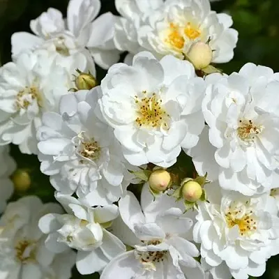 Саженцы роз ГИРЛЯНДА ДЕ АМУР мускусная  Саженцы роз ГИРЛЯНДА ДЕ АМУР мускусная в Владикавказе