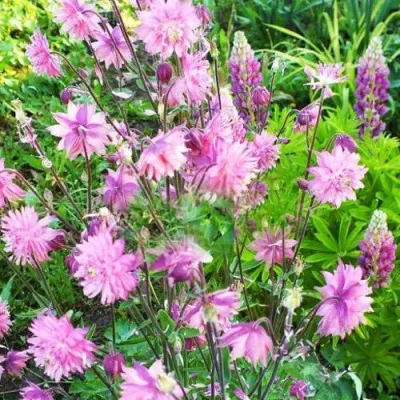 Аквилегия БАРЛОУ ПИНК гибрид МакКаны в Владикавказе