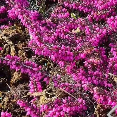 ЭРИКА "АЛЬПИЙСКИЙ ВЕРЕСК" (зимующая) сорт АТРОРУБРА  ЭРИКА "АЛЬПИЙСКИЙ ВЕРЕСК" (зимующая) сорт АТРОРУБРА в Владикавказе