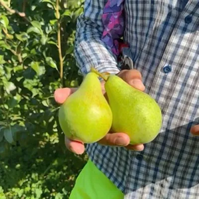 Груша ЗАРЕЧНАЯ КОМПАКТНАЯ  Груша ЗАРЕЧНАЯ КОМПАКТНАЯ в Владикавказе