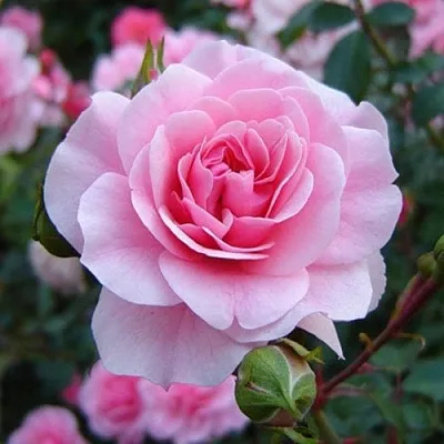 Саженцы роз БОНИКА флорибунда  Саженцы роз БОНИКА флорибунда в Владикавказе