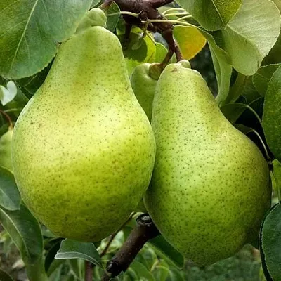 Груша НОЯБРЬСКАЯ ЗИМНЯЯ  Груша НОЯБРЬСКАЯ ЗИМНЯЯ в Владикавказе