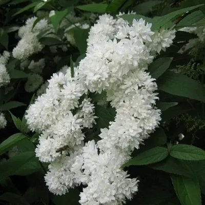 Дейция КАНДИДИССИМА шершавая  Дейция КАНДИДИССИМА шершавая в Владикавказе