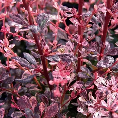 Барбарис АРЛЕКИН тунберга  Барбарис АРЛЕКИН тунберга в Владикавказе