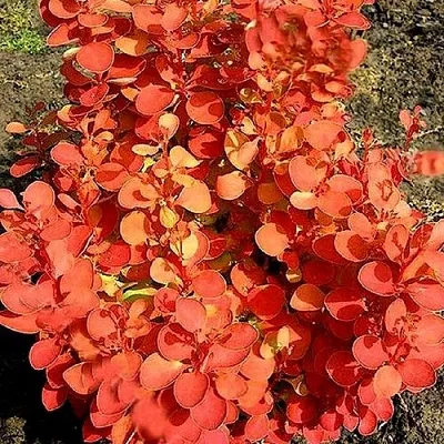 Барбарис ОРАНЖ ФАЙЕР тунберга  Барбарис ОРАНЖ ФАЙЕР тунберга в Владикавказе