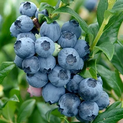 Голубика ХАРДИБЛЮ  Голубика ХАРДИБЛЮ в Владикавказе